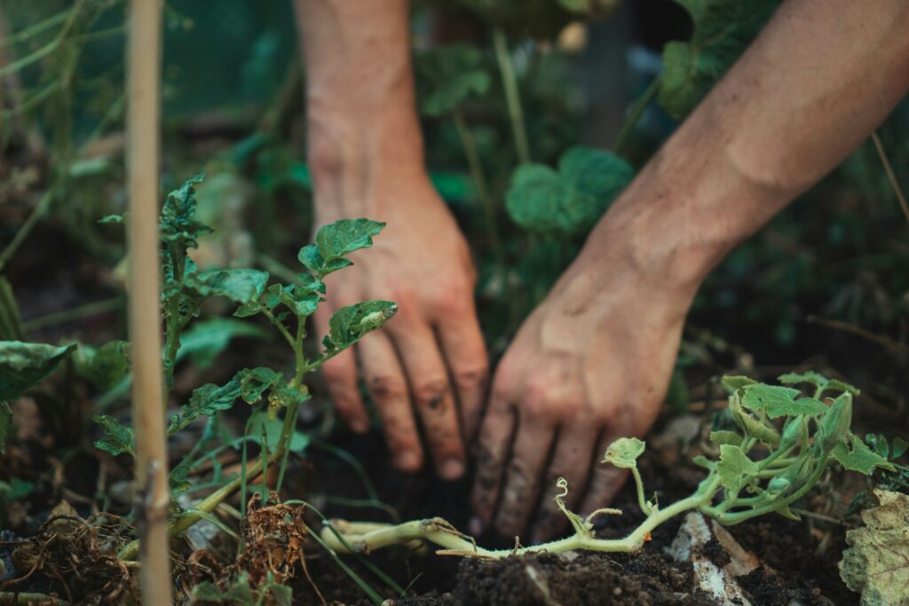 image écologie qui illustre la rse pour une agence de communication