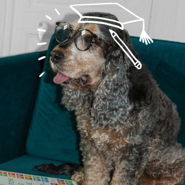 Illustration sur photo de chien avec lunettes